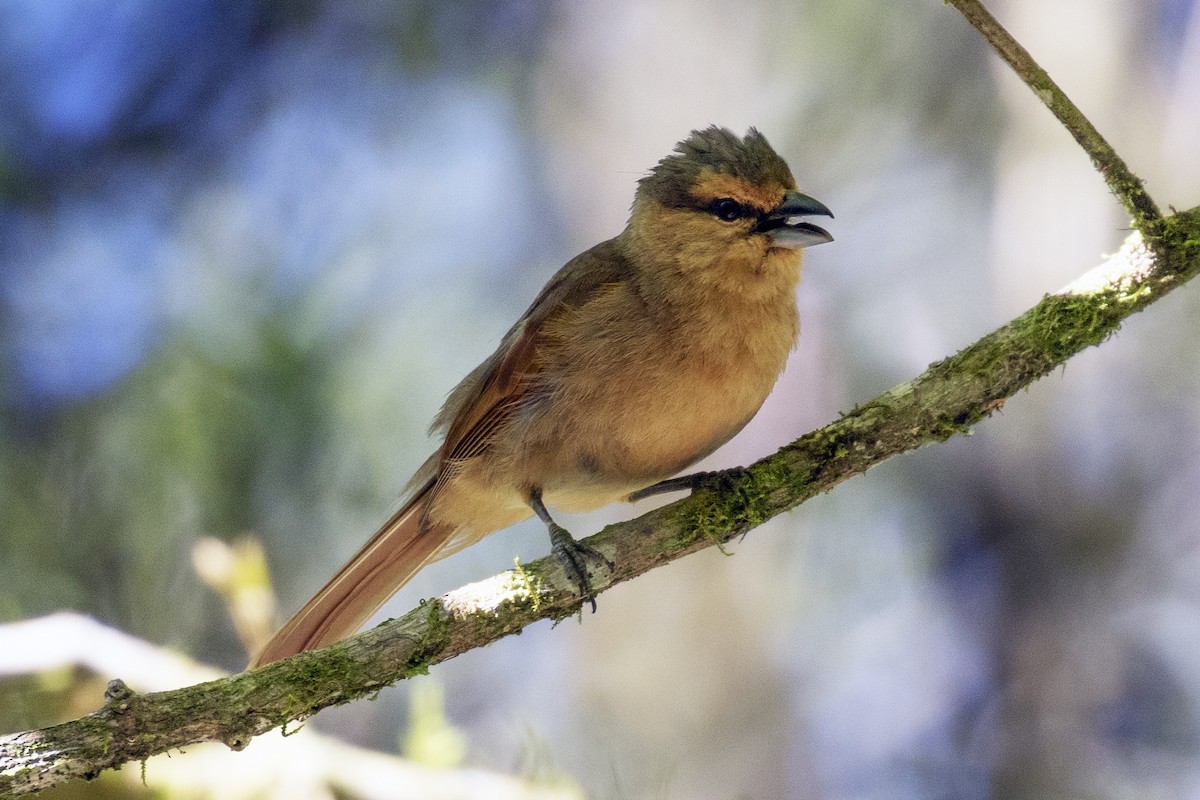 Brown Tanager - ML134710361