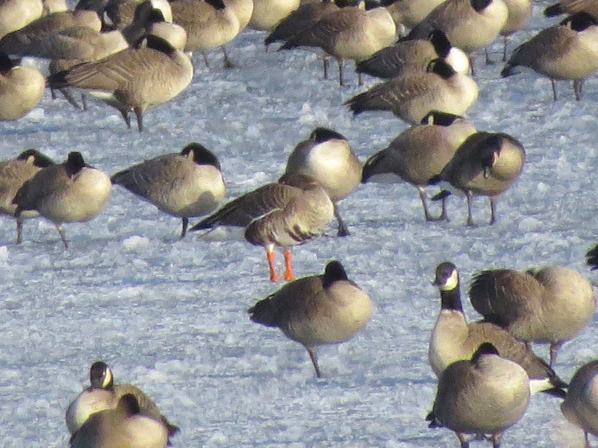 Greater White-fronted Goose - Ted Floyd