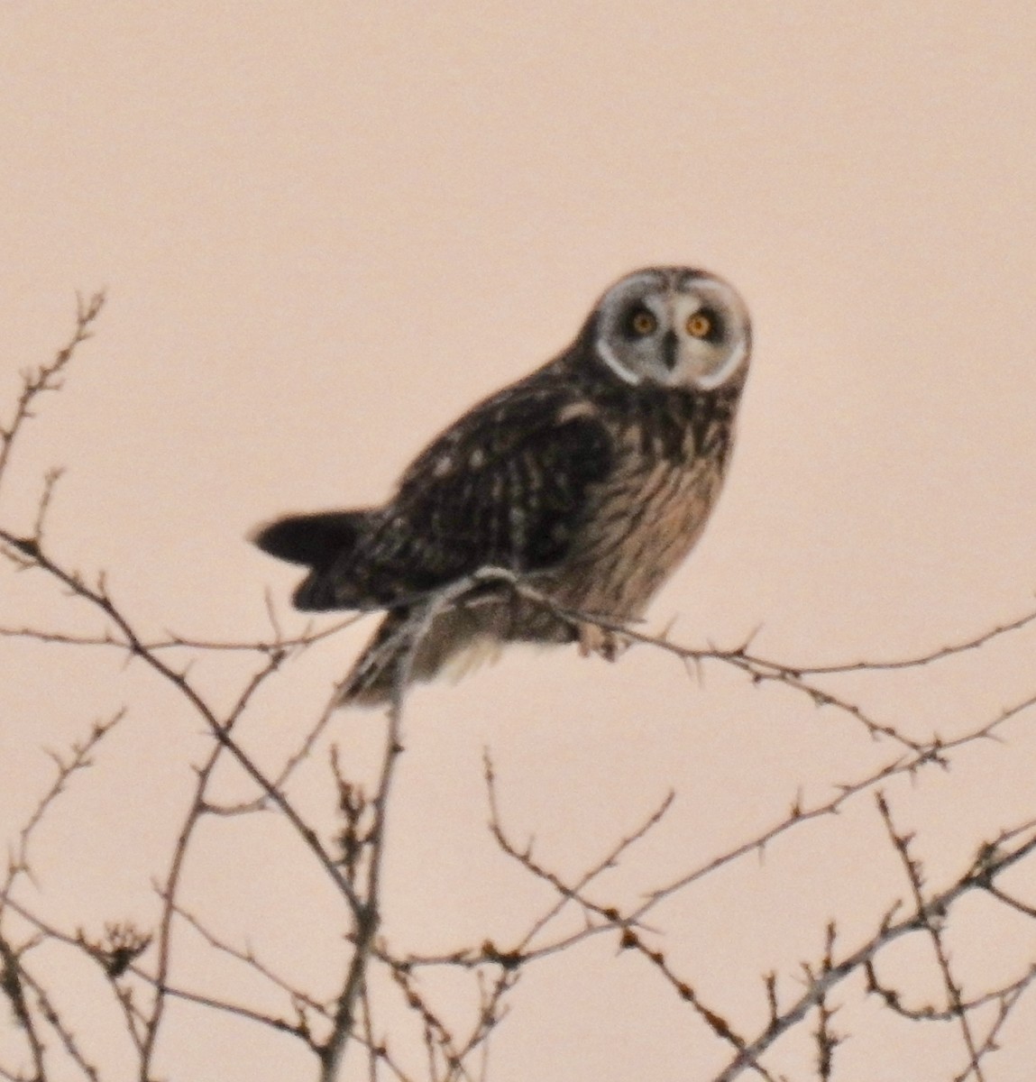 Short-eared Owl - William Tice