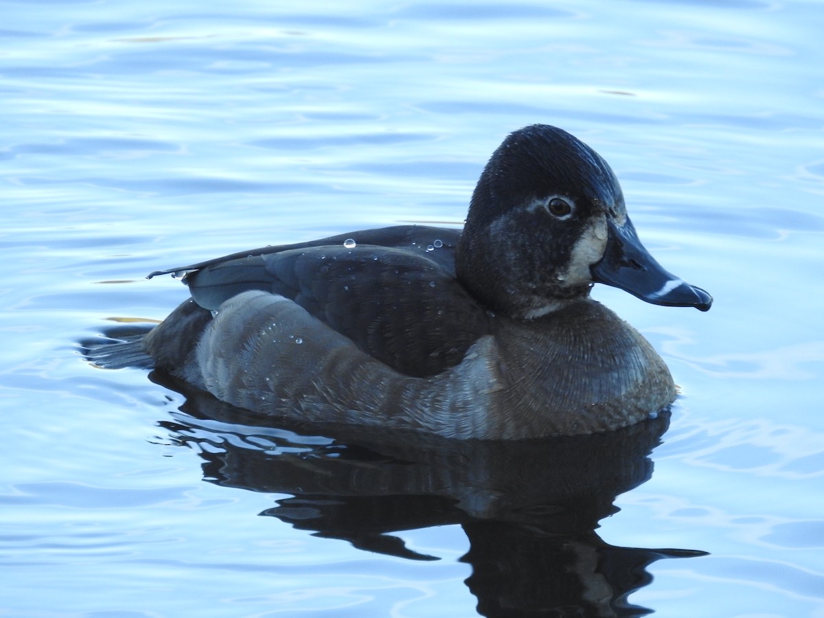 Ring-necked Duck - ML134712551