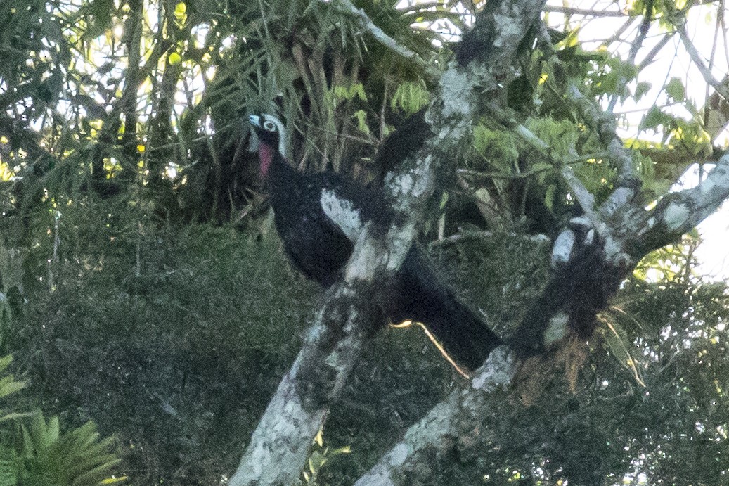 Black-fronted Piping-Guan - ML134714741