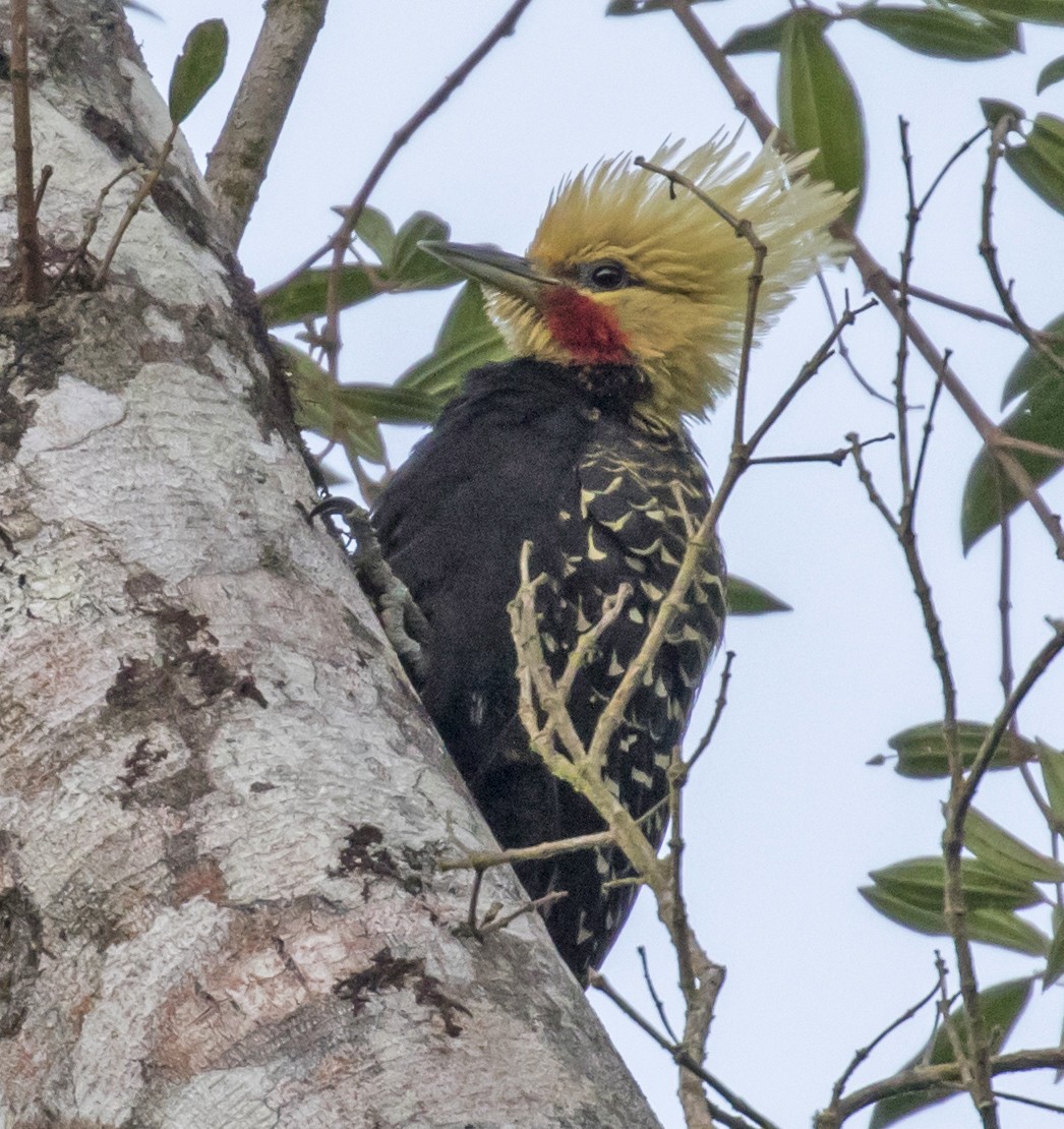 Blond-crested Woodpecker - ML134716521
