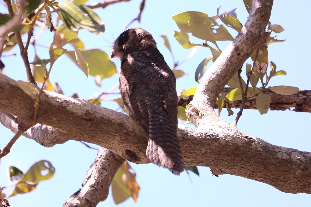Australian Owlet-nightjar - ML134717901