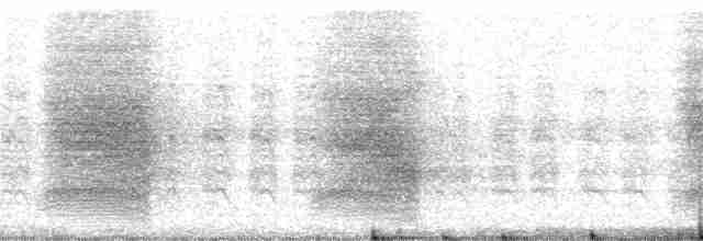 Steller Kargası [coronata grubu] - ML13472