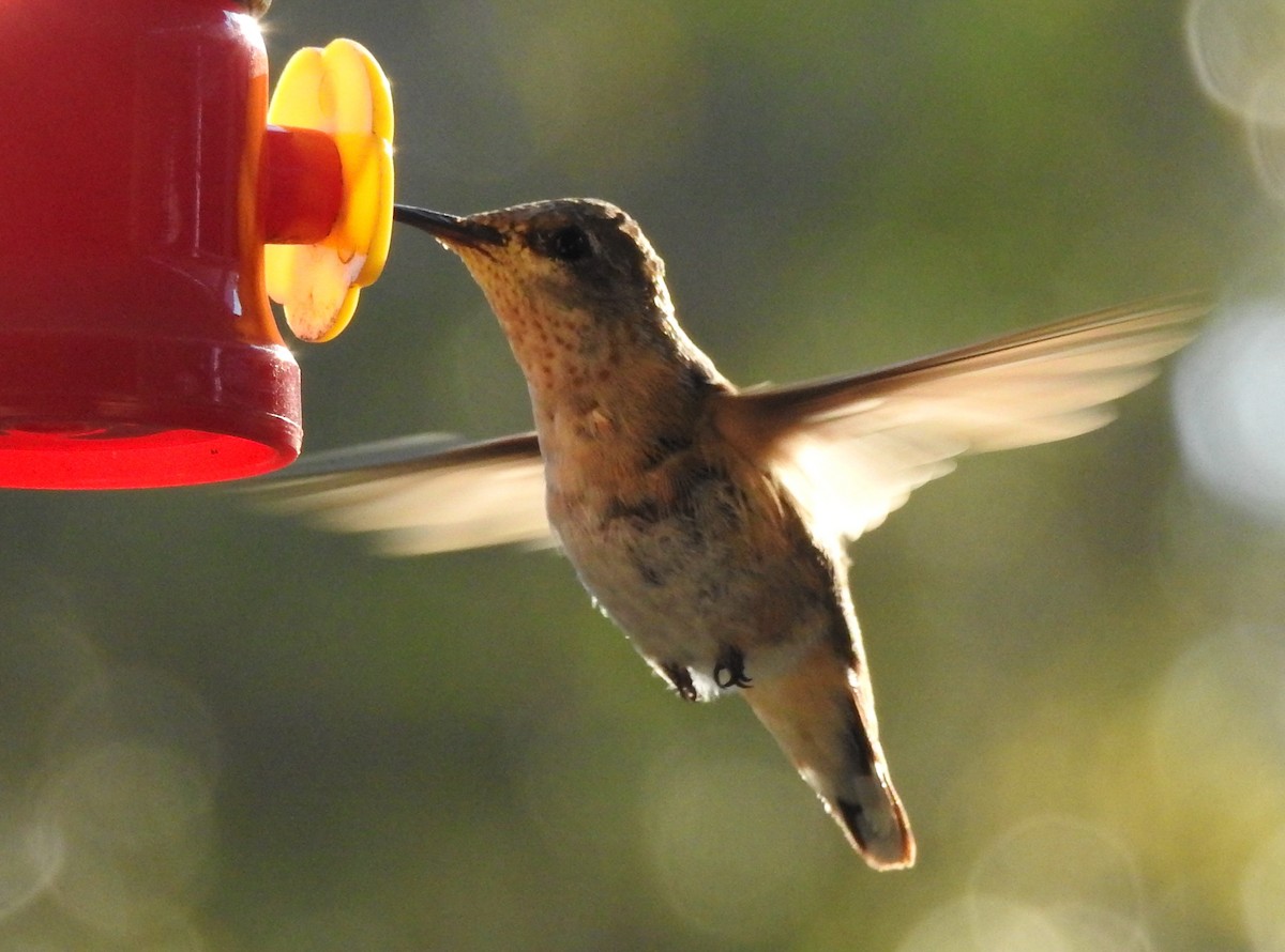 Calliope Hummingbird - ML134720921
