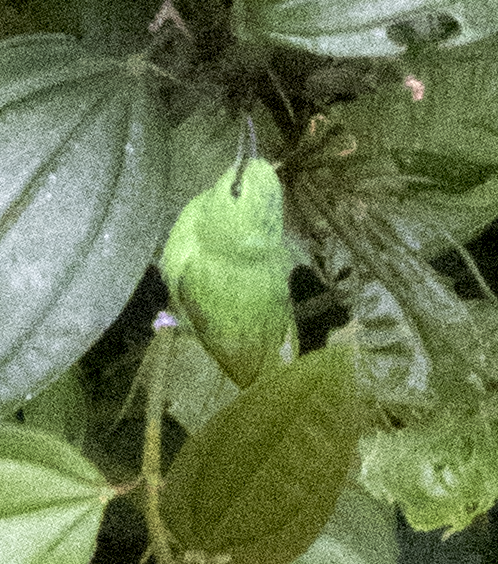 Green Shrike-Vireo - johnny powell