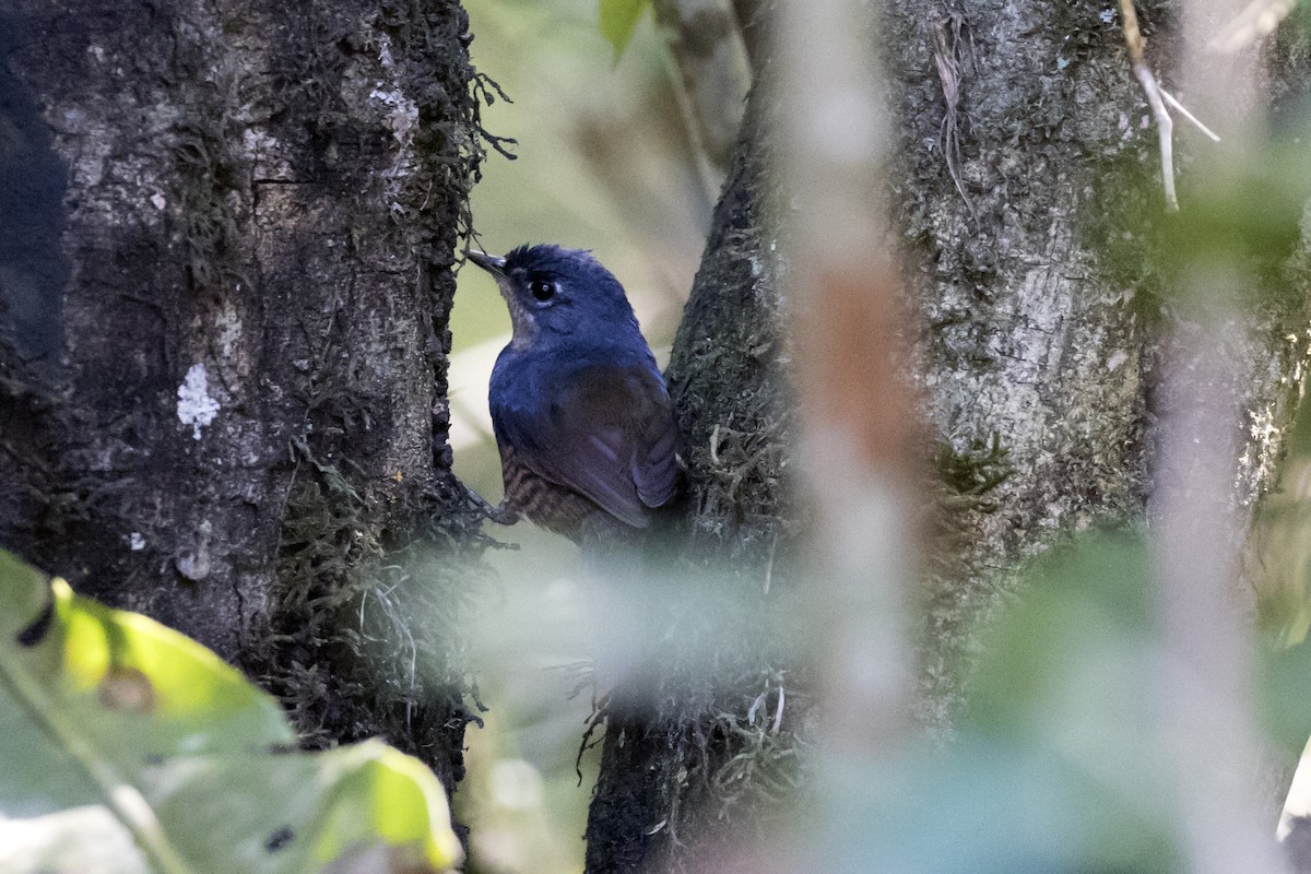 White-breasted Tapaculo - ML134726761