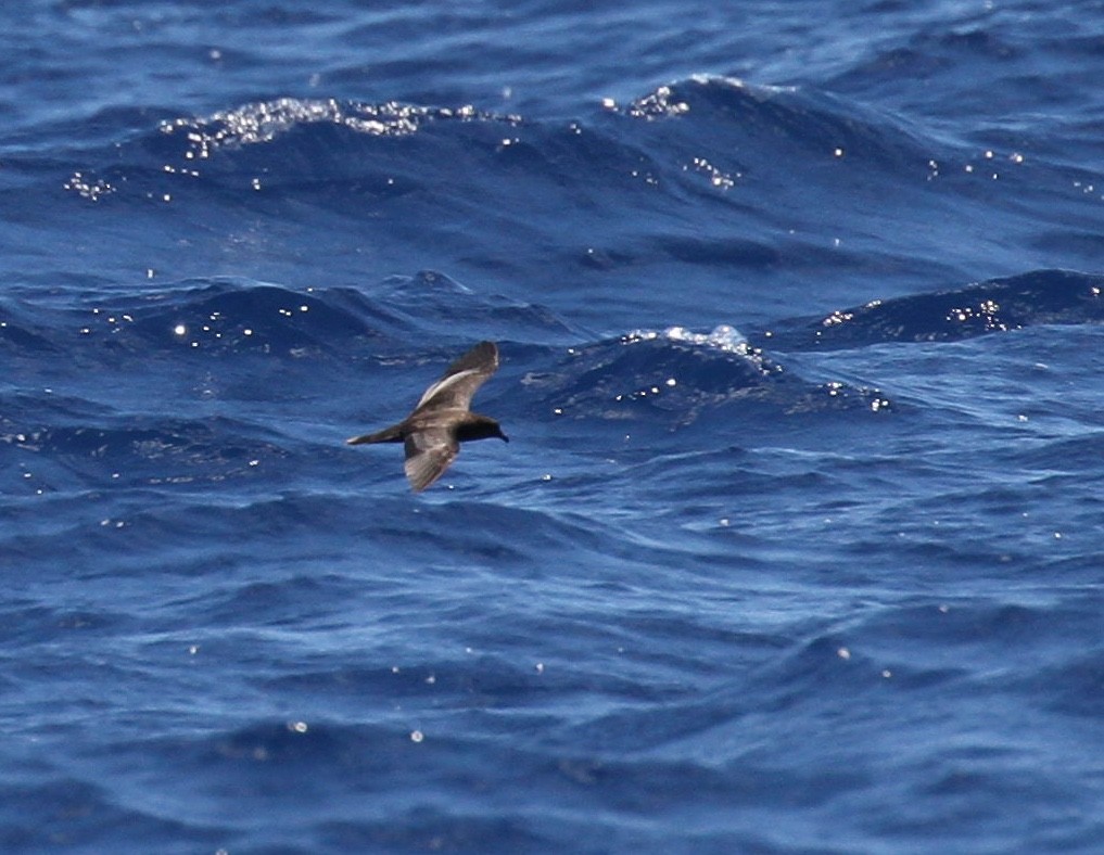 Bulwer's Petrel - Gus Daly