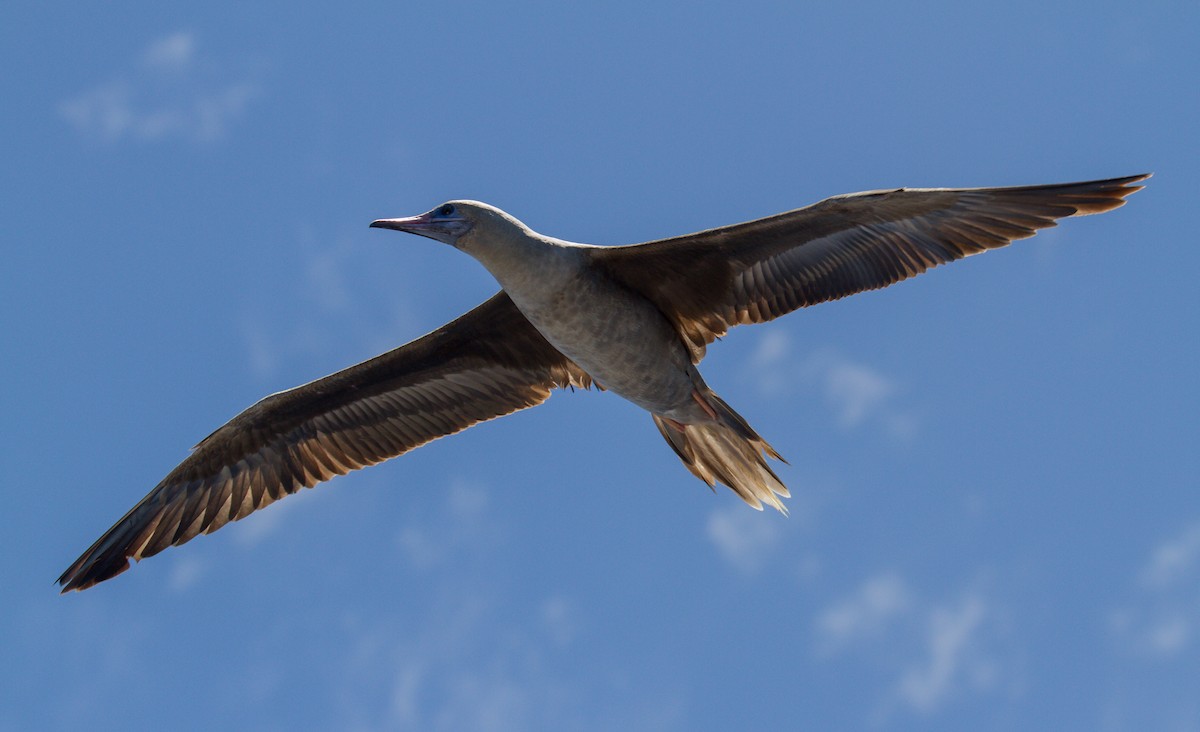 Red-footed Booby - ML134728861