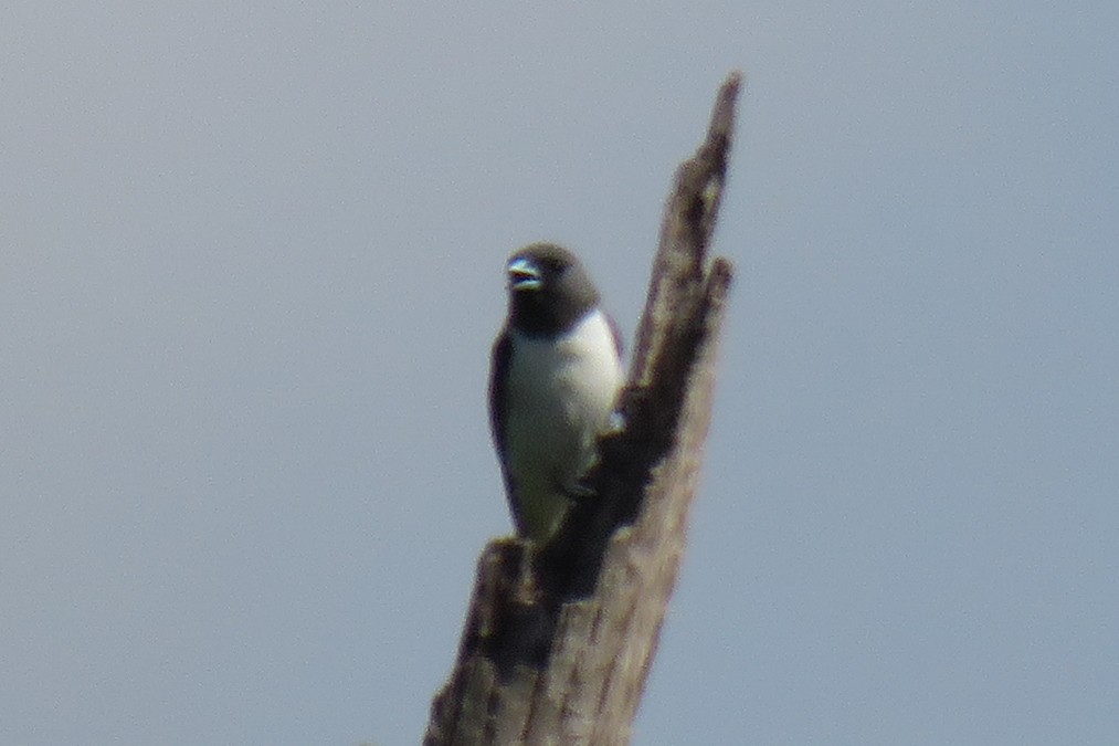 White-breasted Woodswallow - ML134729331