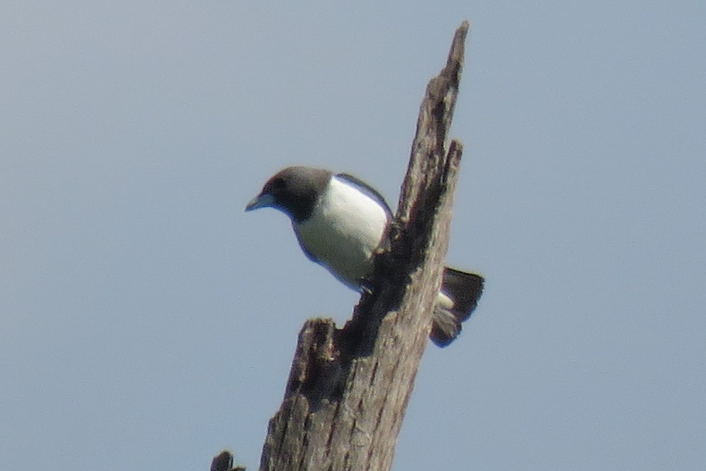 White-breasted Woodswallow - ML134729541