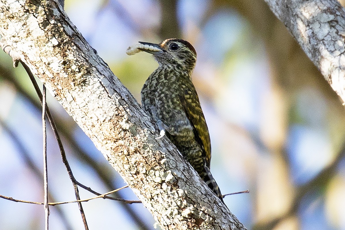 White-spotted Woodpecker - Steven Whitebread