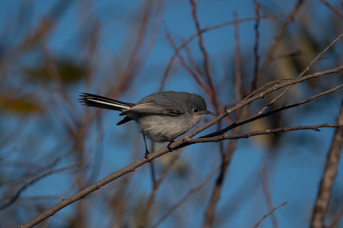 Blue-gray Gnatcatcher - Conor Scotland