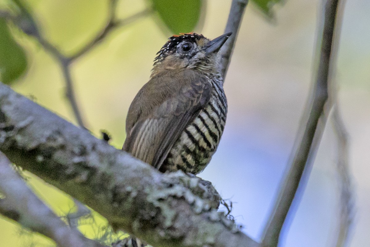 Ochre-collared Piculet - ML134732801