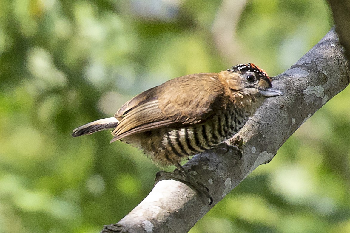 Ochre-collared Piculet - ML134732851