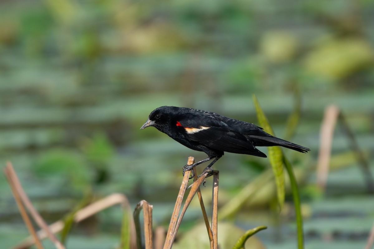 Red-winged Blackbird - Austin Jennings