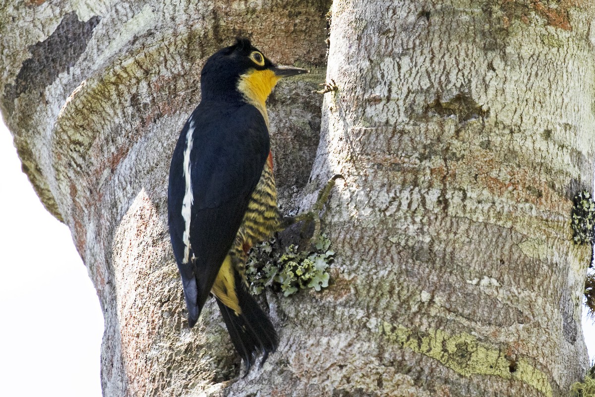 Yellow-fronted Woodpecker - ML134735331