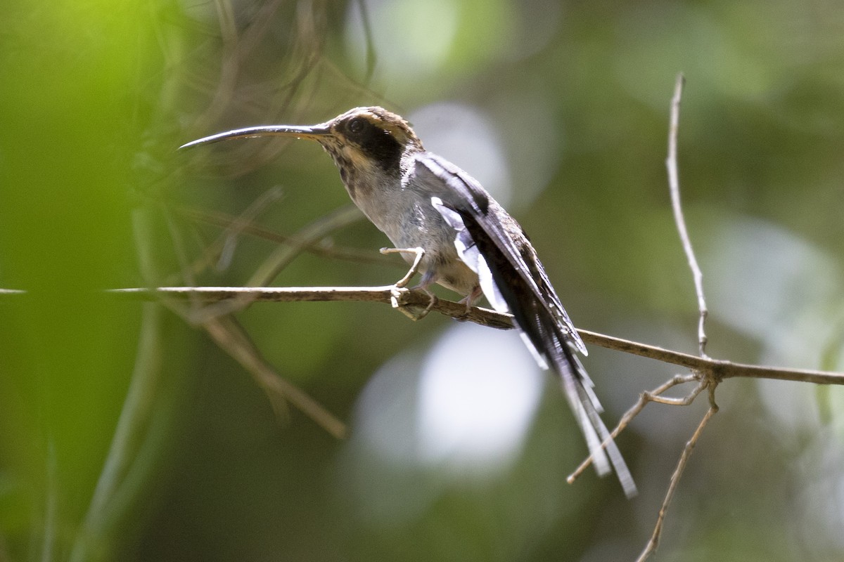 Scale-throated Hermit - ML134736291