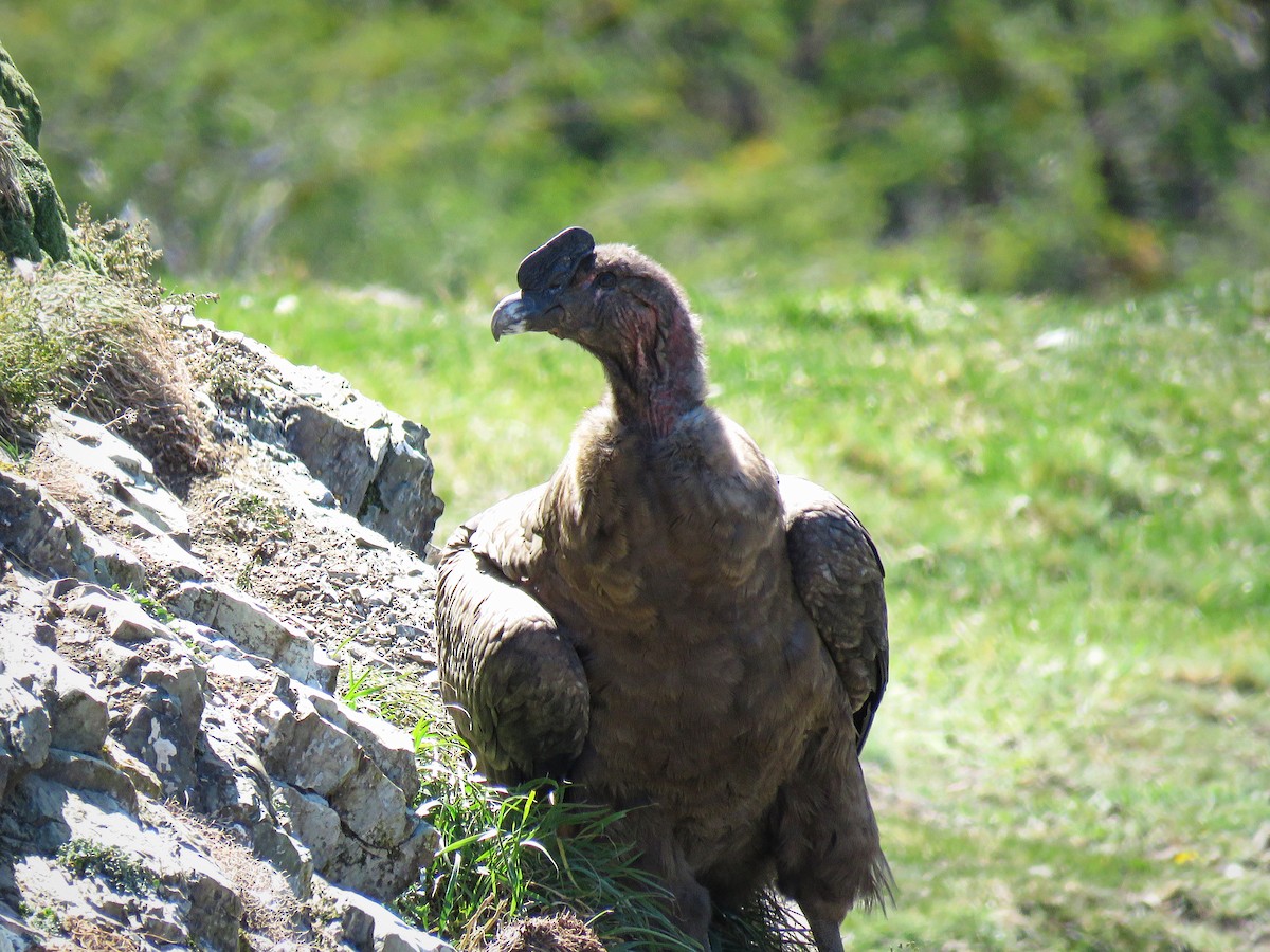 Condor des Andes - ML134738471