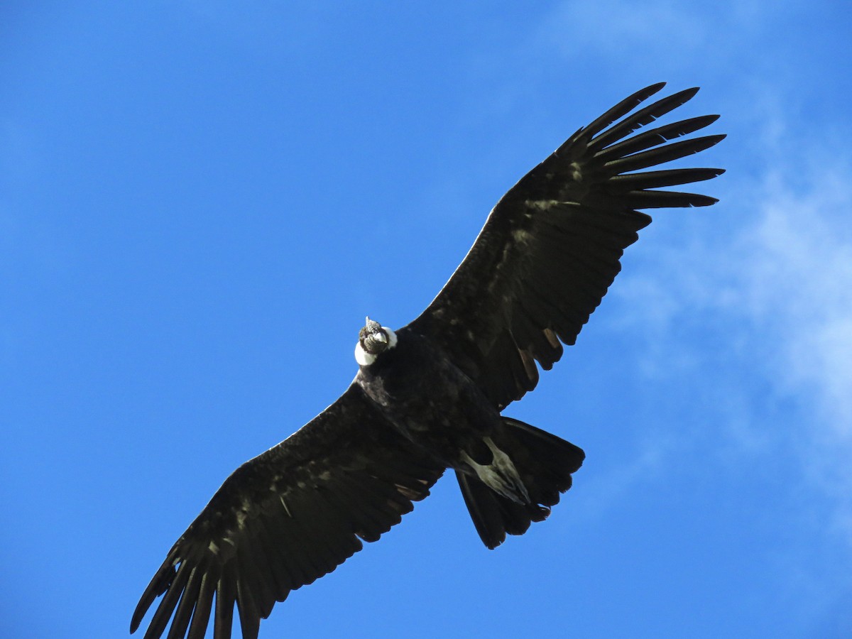 Condor des Andes - ML134738641
