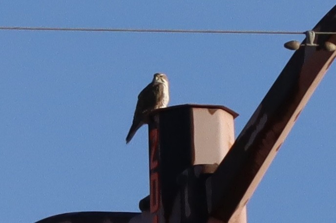 Prairie Falcon - Sarah Spotten