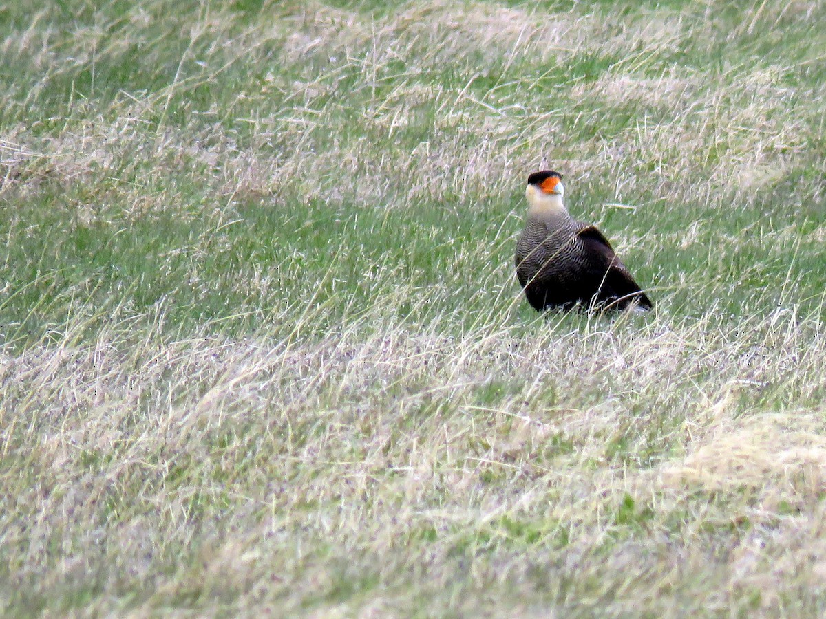 Crested Caracara (Southern) - ML134742331