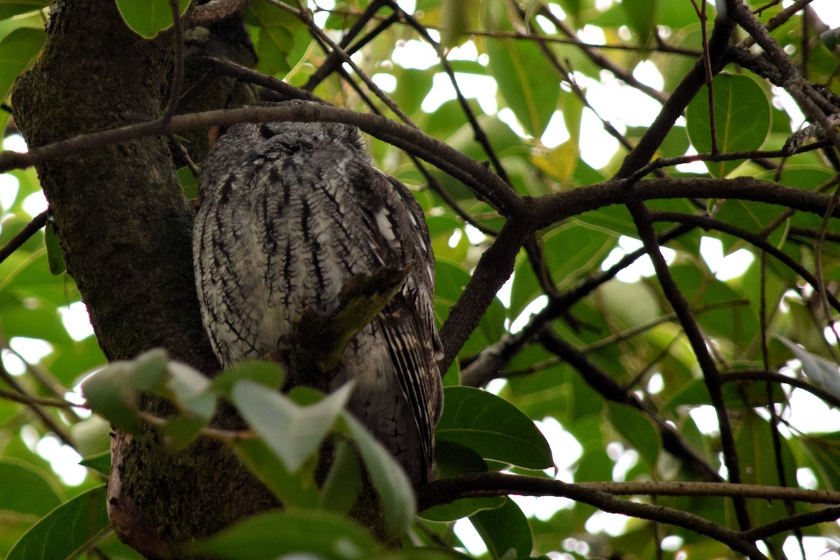 Western Screech-Owl - Raúl Caballero (Mexihca Aves)