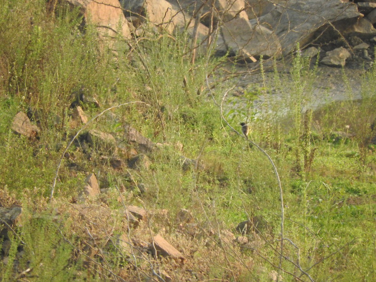 Сибирский черноголовый чекан - ML134744631