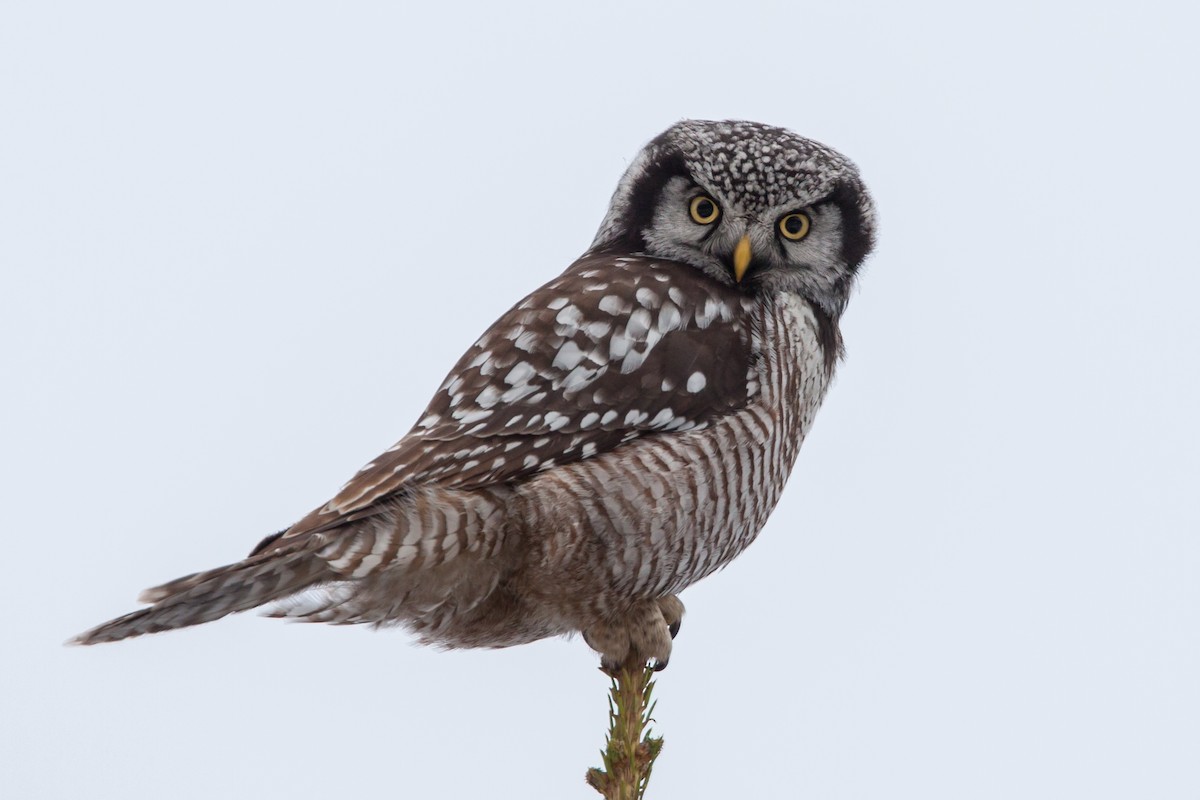 Northern Hawk Owl - Jeremy  Meyer