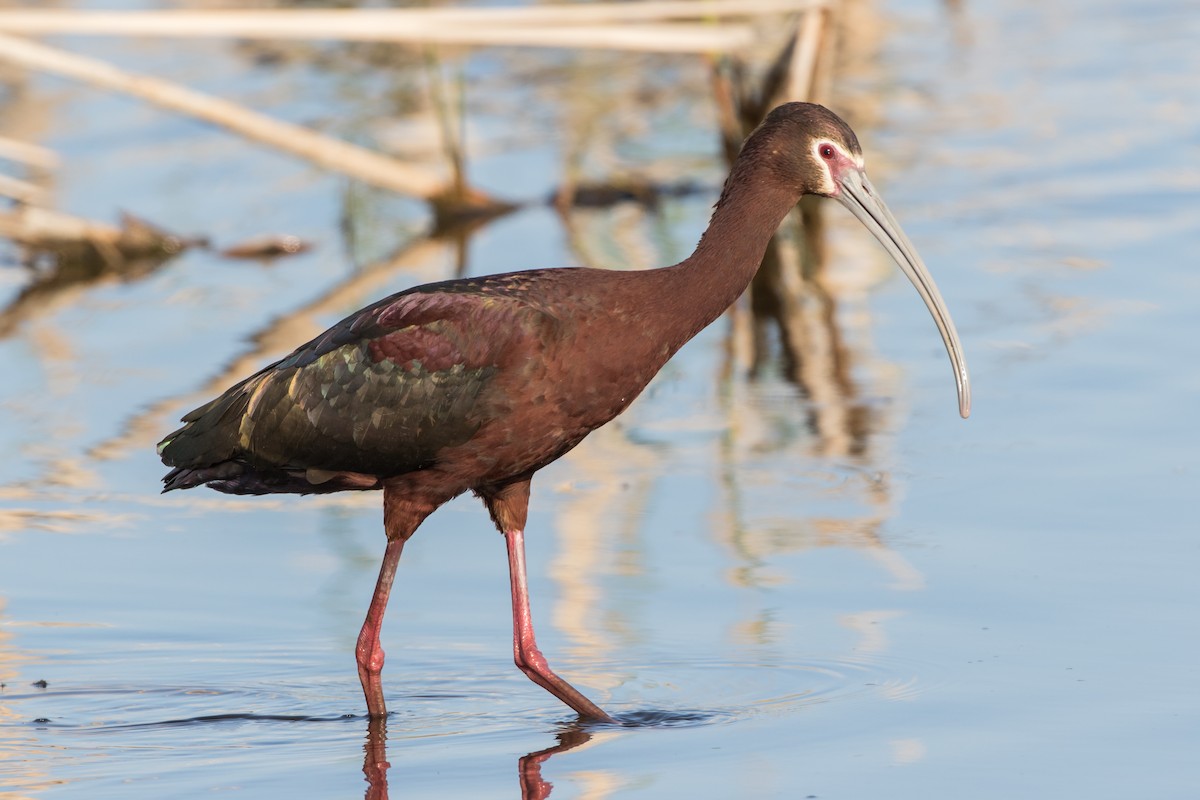 ibis americký - ML134751691