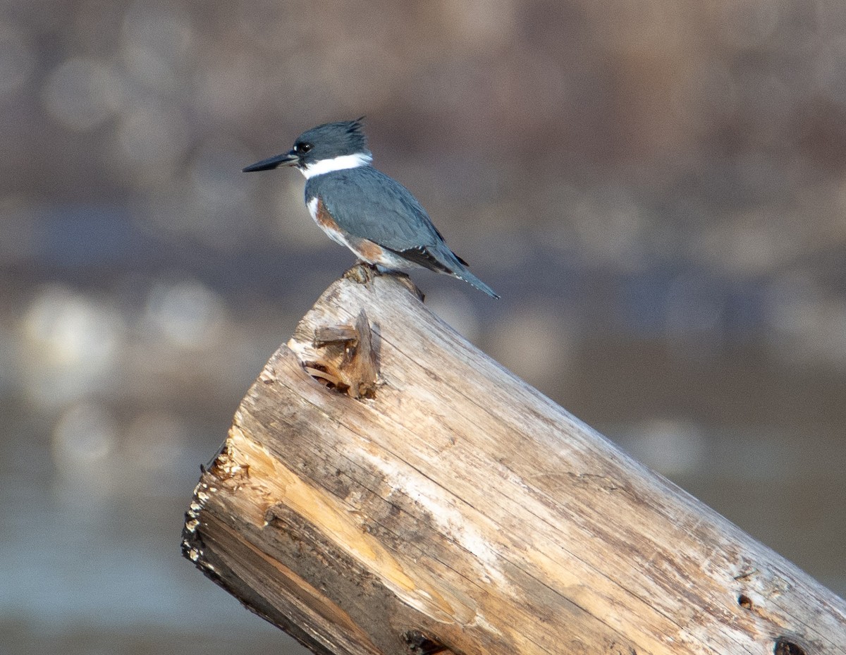 Belted Kingfisher - Louisa Evers