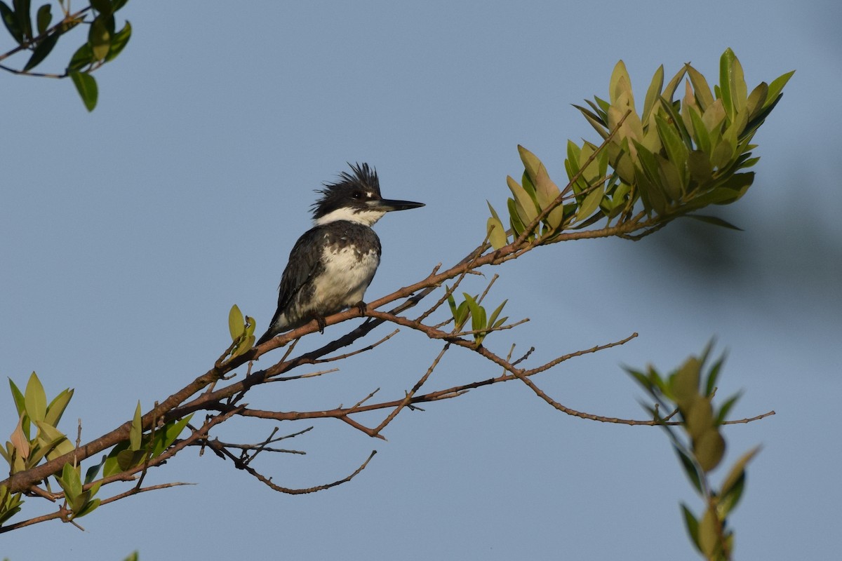 Belted Kingfisher - Carlos V. Sucre