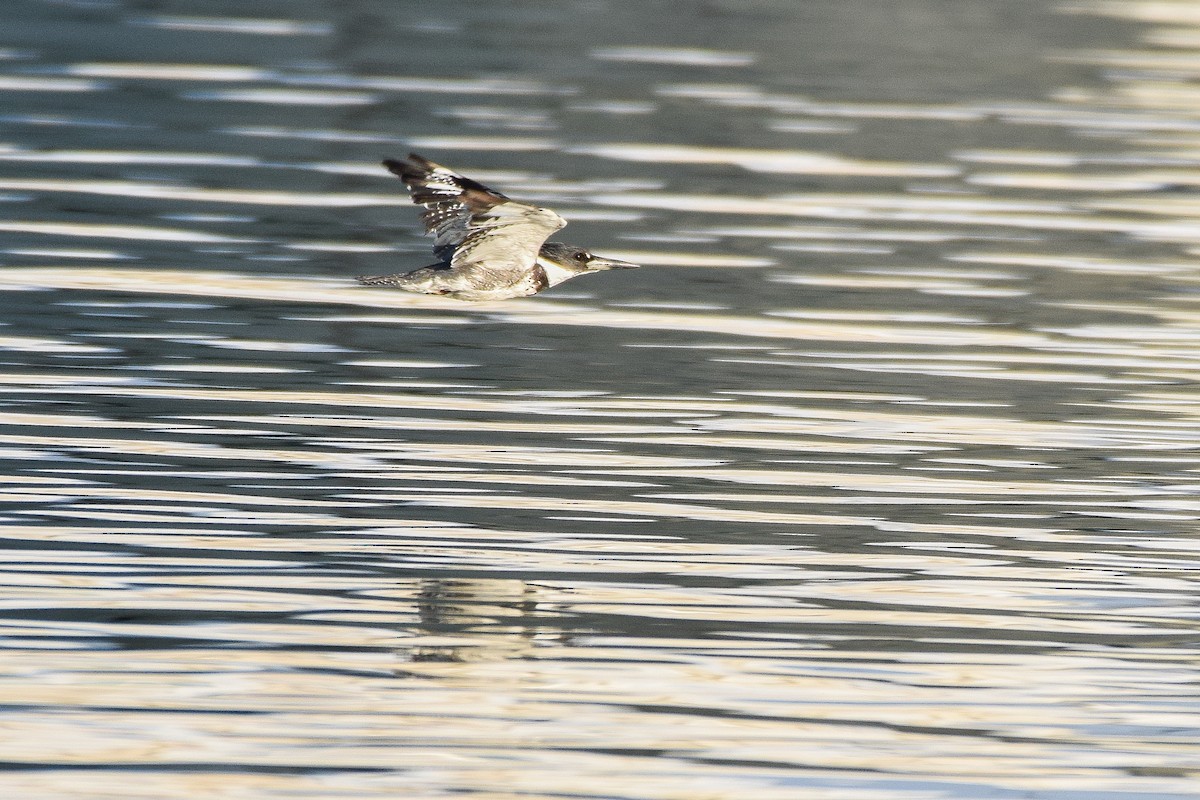 Belted Kingfisher - ML134756421