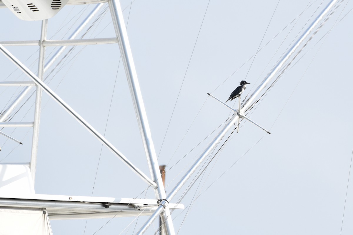 Belted Kingfisher - ML134756501