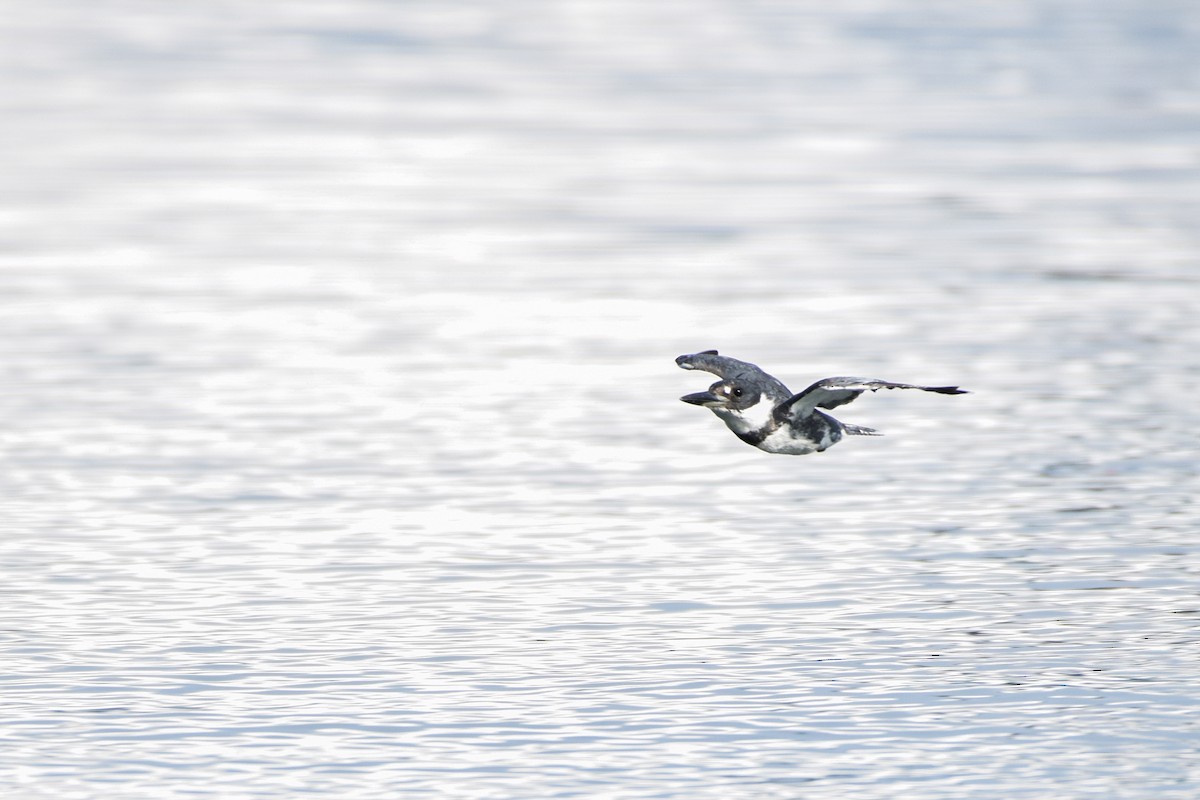 Belted Kingfisher - ML134756591