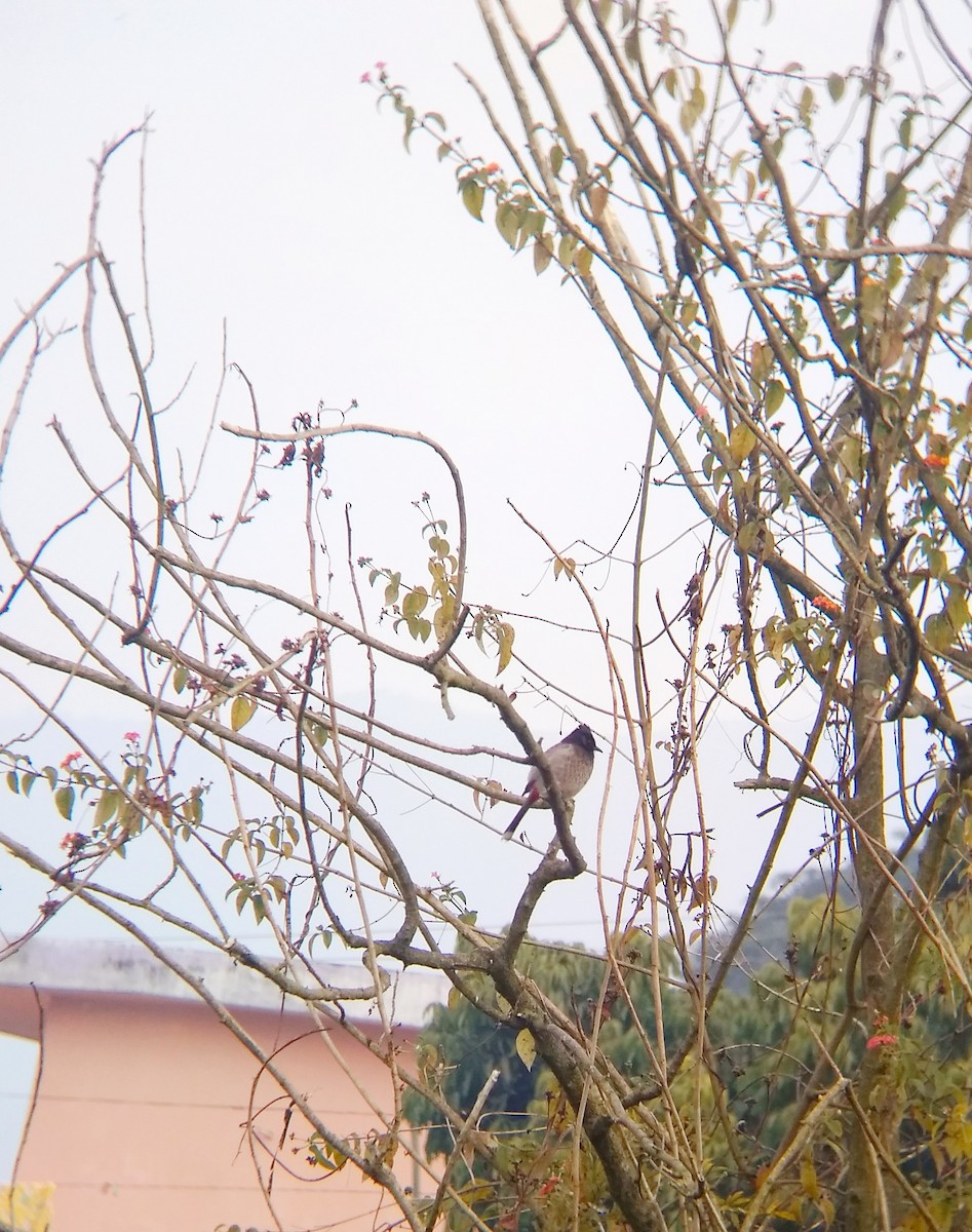 Red-vented Bulbul - ML134757821