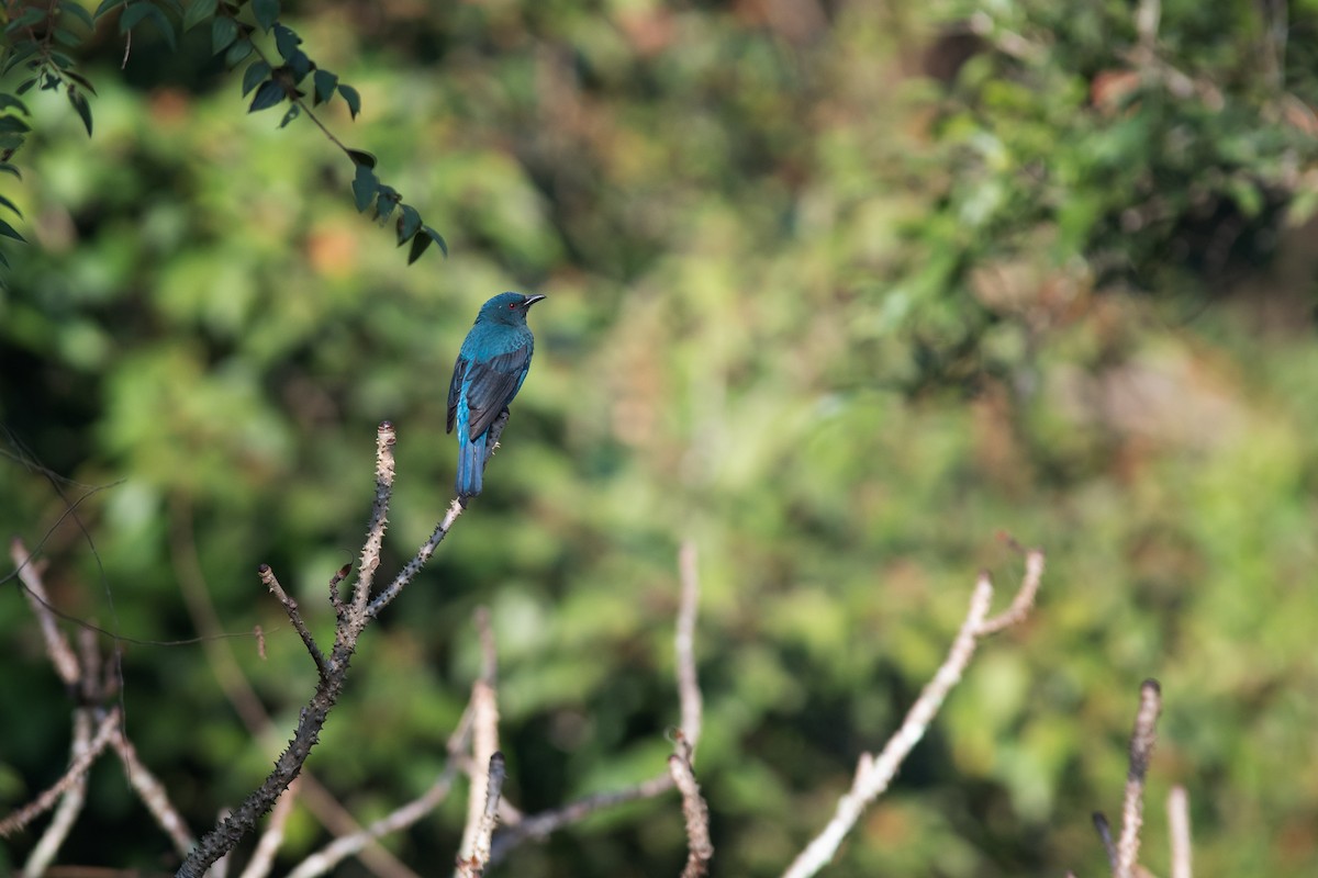 Asian Fairy-bluebird - ML134758661