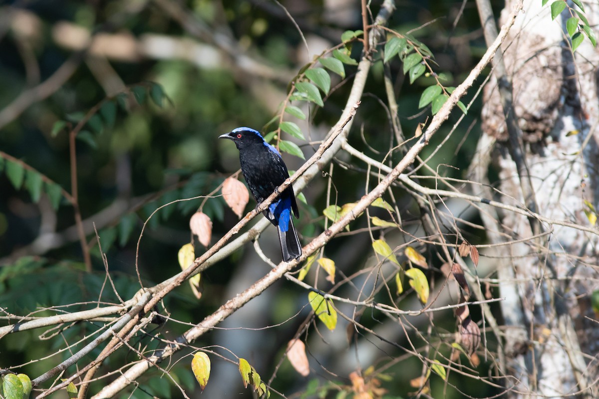 Asian Fairy-bluebird - ML134758681