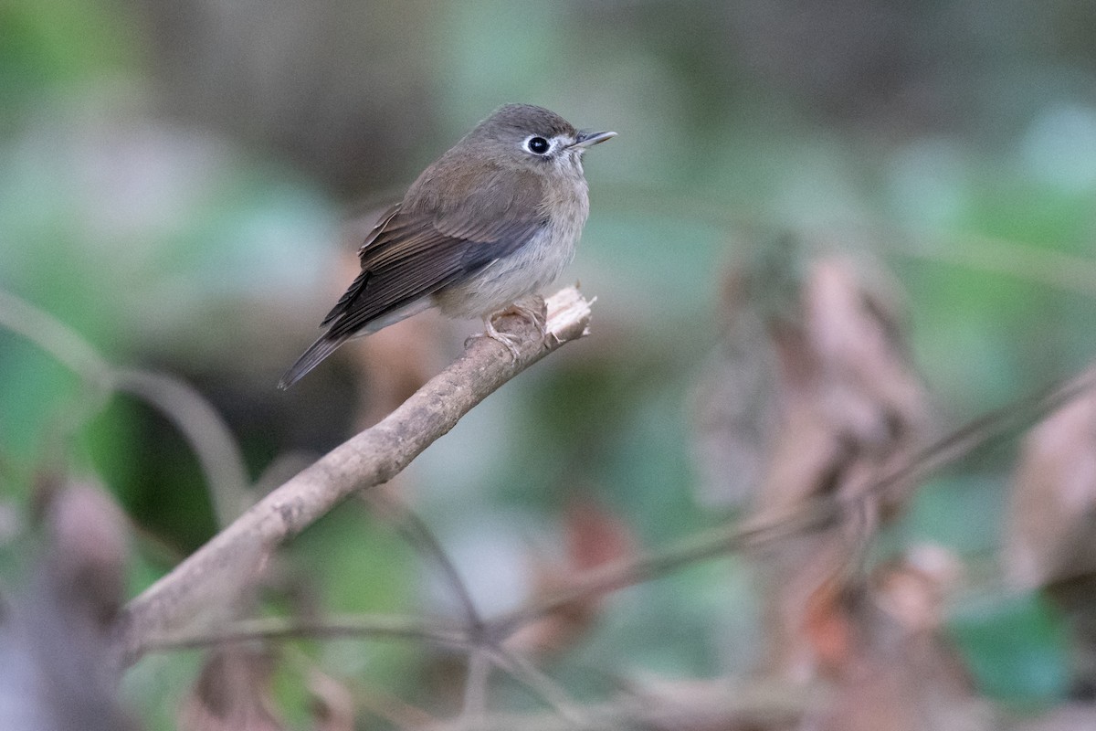 Brown-breasted Flycatcher - ML134758751
