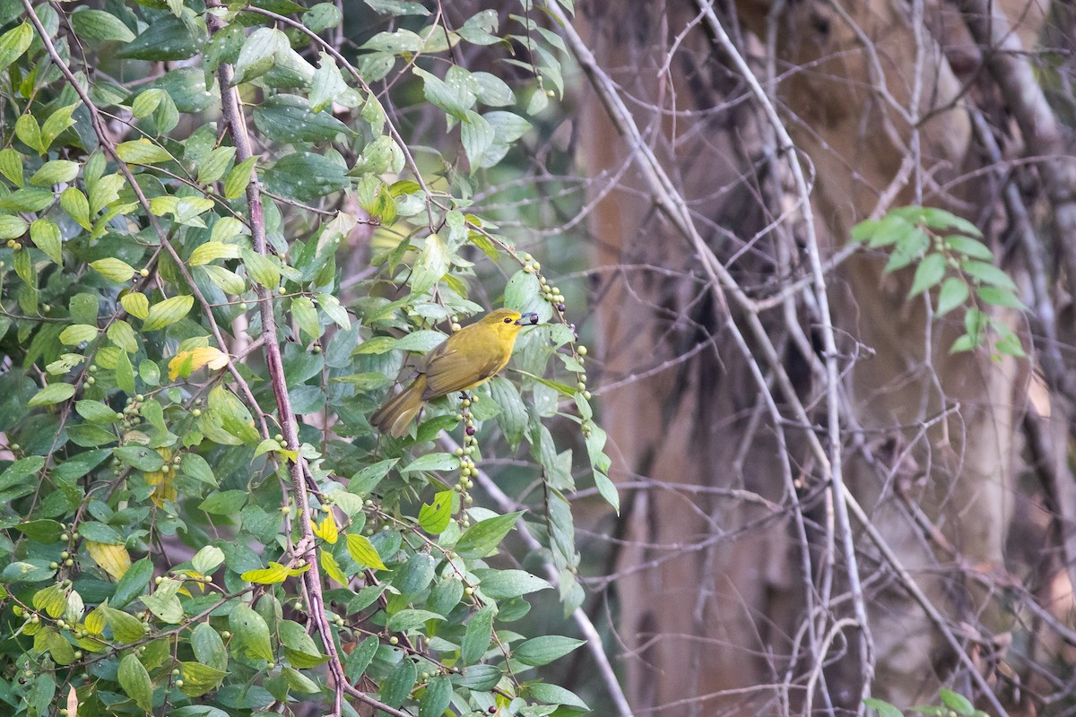 Sarı Kaşlı Arapbülbülü - ML134759791