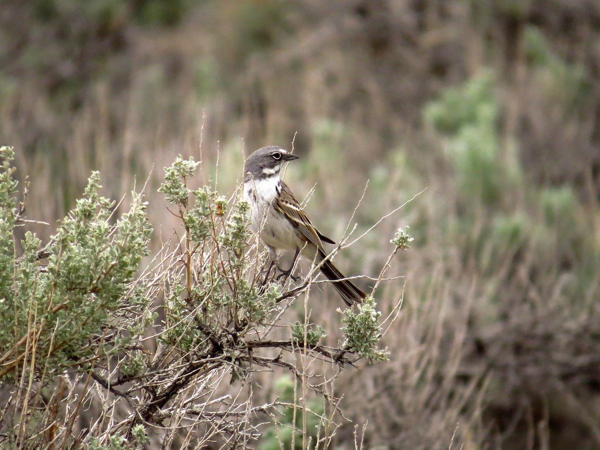 Sagebrush Sparrow - ML134761651