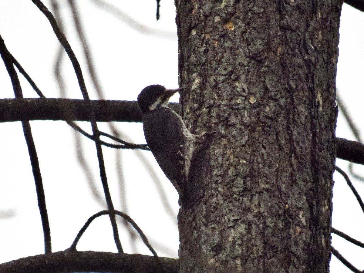 Black-backed Woodpecker - ML134761691
