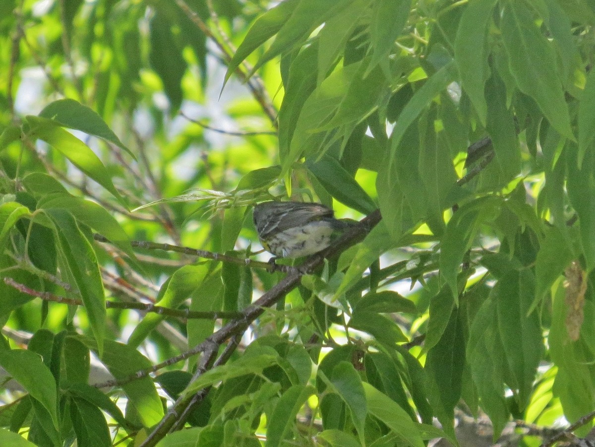 Yellow-rumped Warbler (Myrtle) - ML134761801