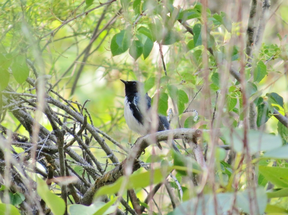 Black-throated Blue Warbler - ML134761841