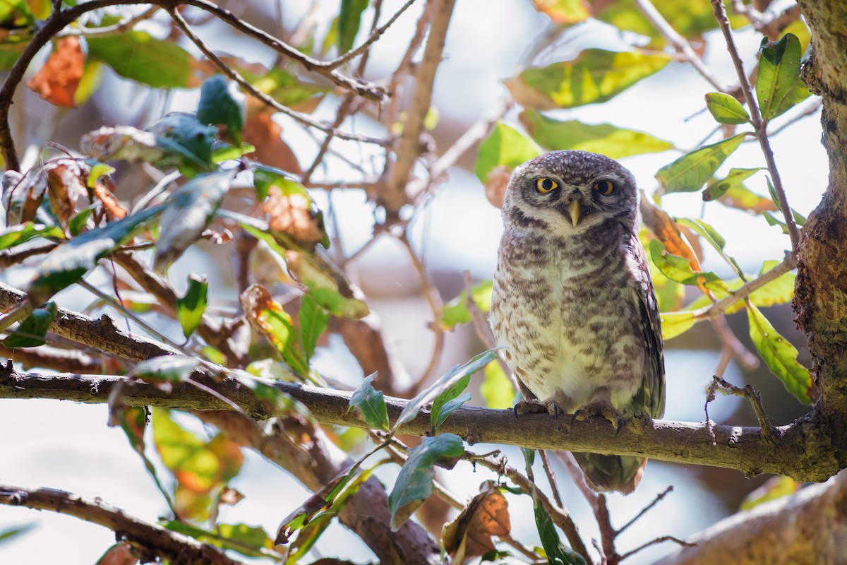 Spotted Owlet - Charles Thomas