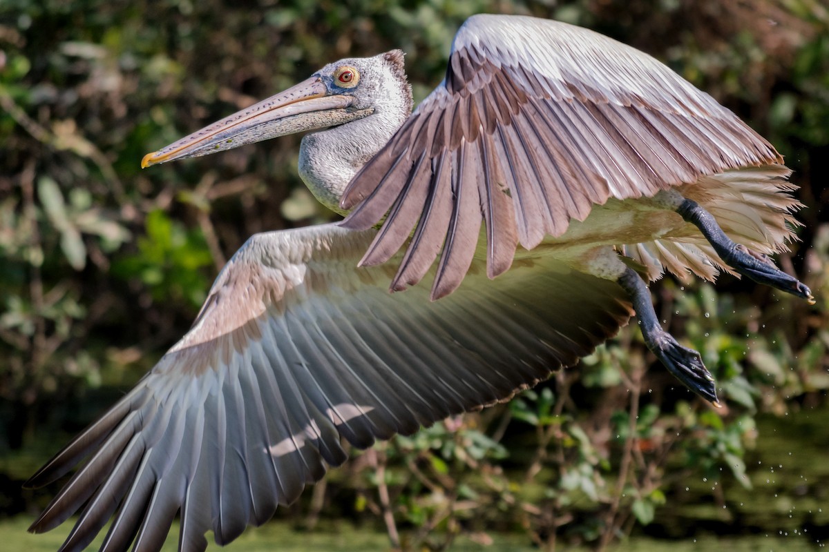 Spot-billed Pelican - Charles Thomas