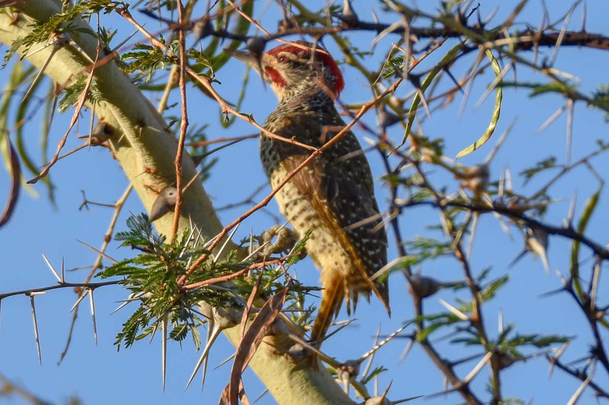Nubian Woodpecker - ML134762421