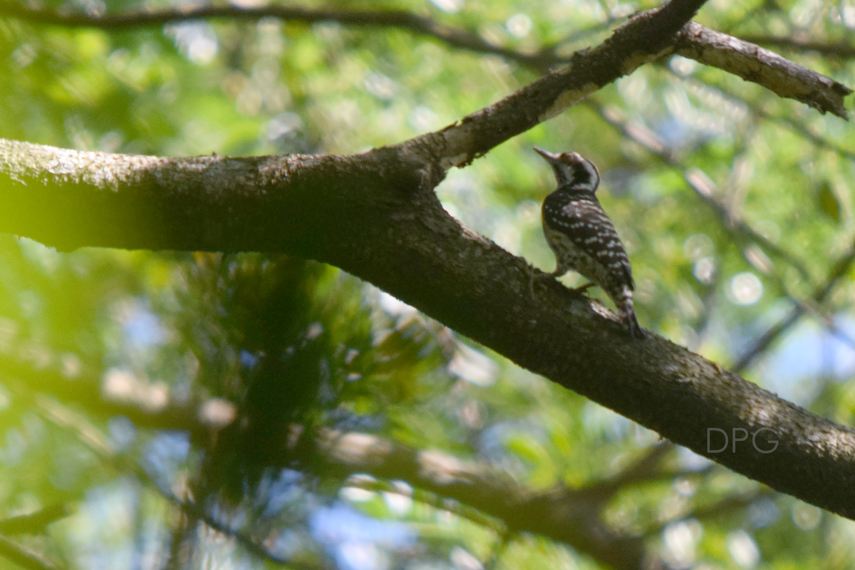 Philippine Pygmy Woodpecker - ML134763751