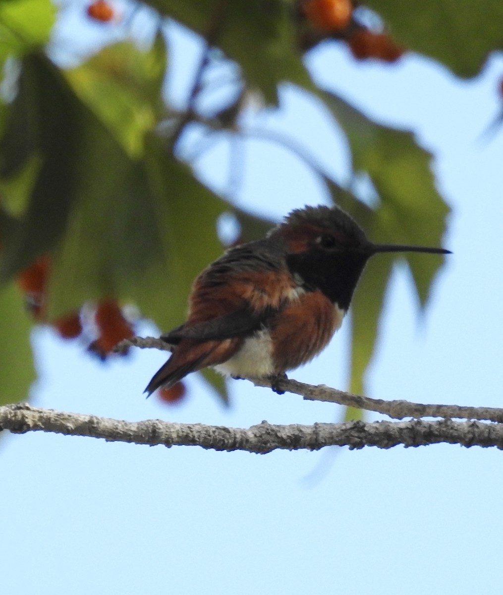 Allen's Hummingbird - Sharon Forsyth