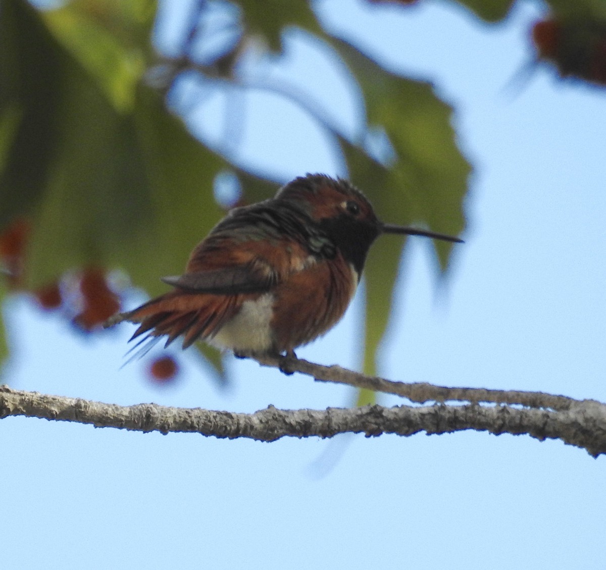 Allen's Hummingbird - Sharon Forsyth